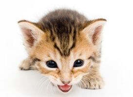 Normal_copyright_stockfreeimages_kitten_poes_kat